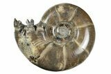 Polished, Sutured Ammonite (Argonauticeras) Fossil - Madagascar #246211-1